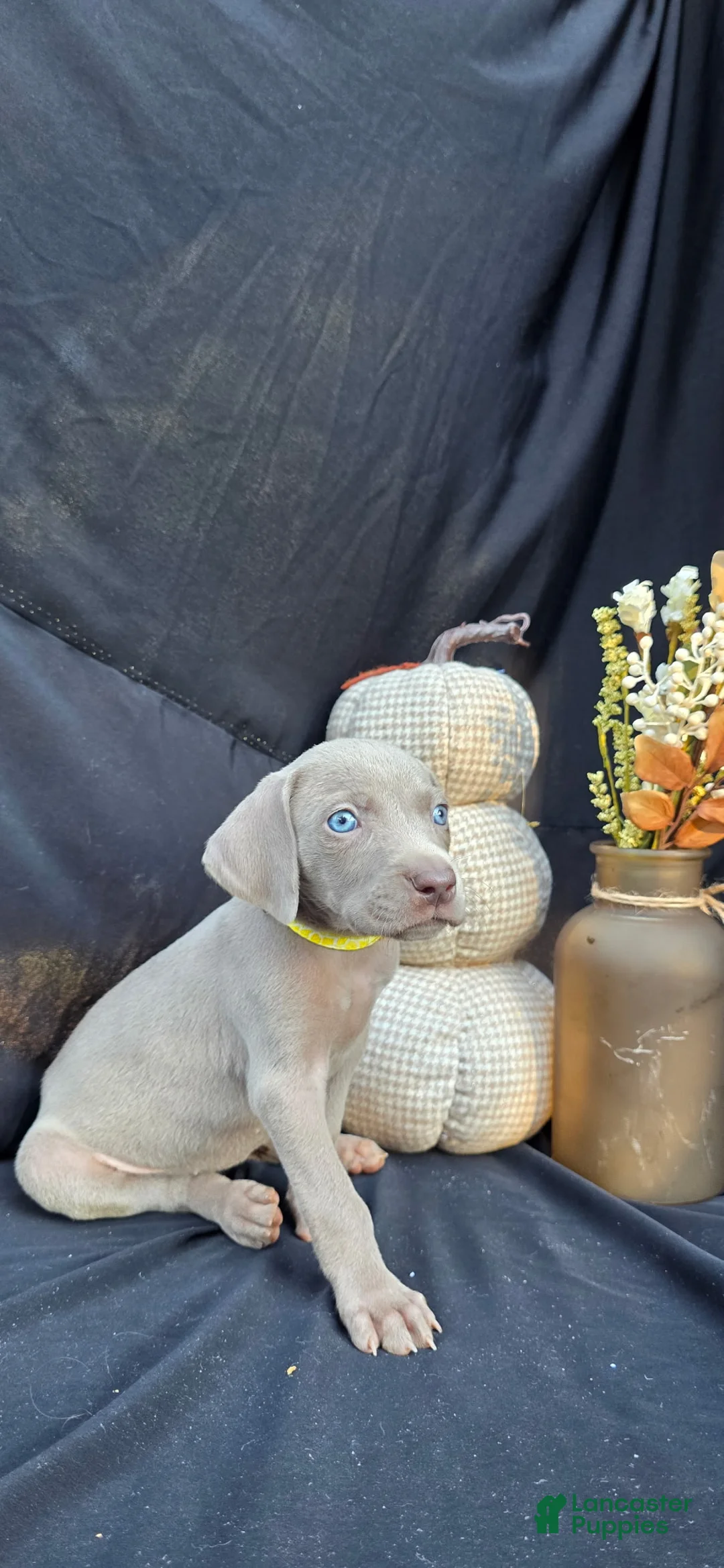 Weimaraner dogs for sale: Cassie - Ad 2