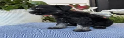 Miniature Schnauzer dogs for sale: Lovely - Ad 14