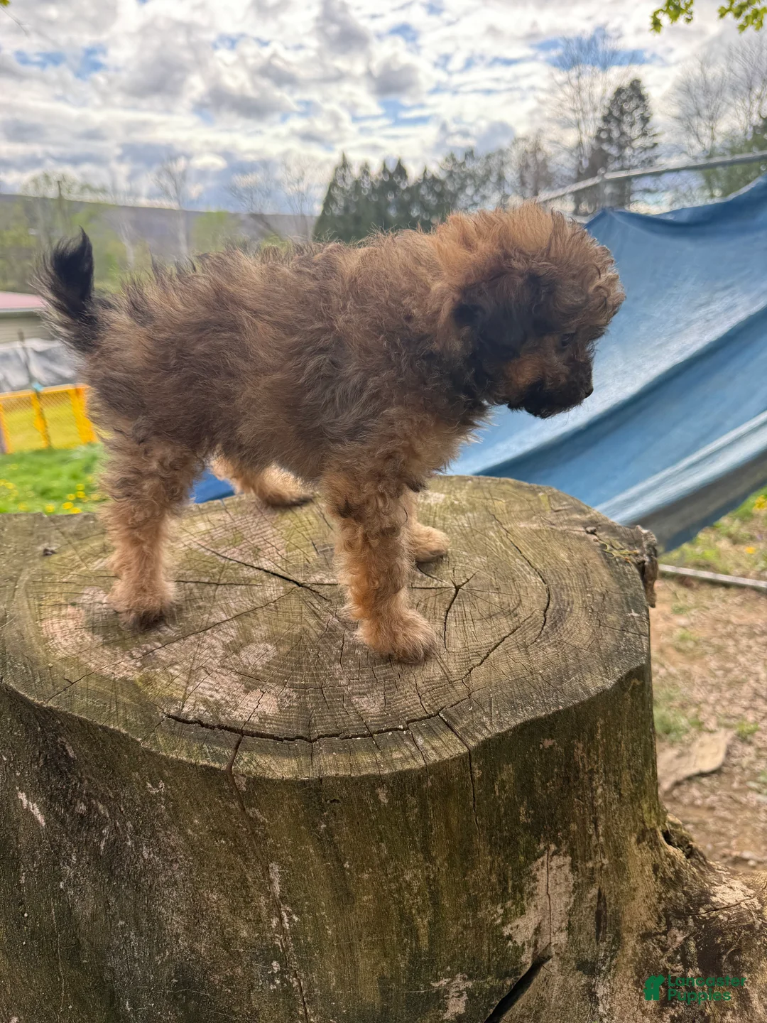 Pomapoo dogs for sale: Pomapoo Puppy 2 - Ad 2