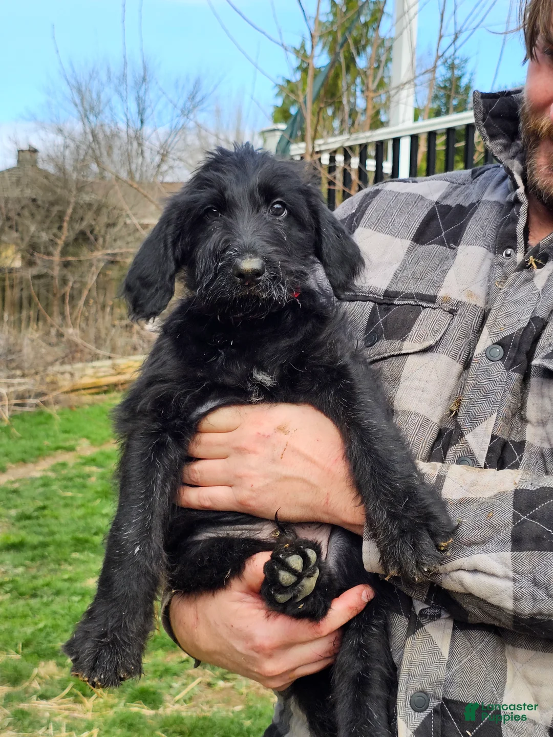 Mixed Breed dogs for sale: Mario - Ad 2