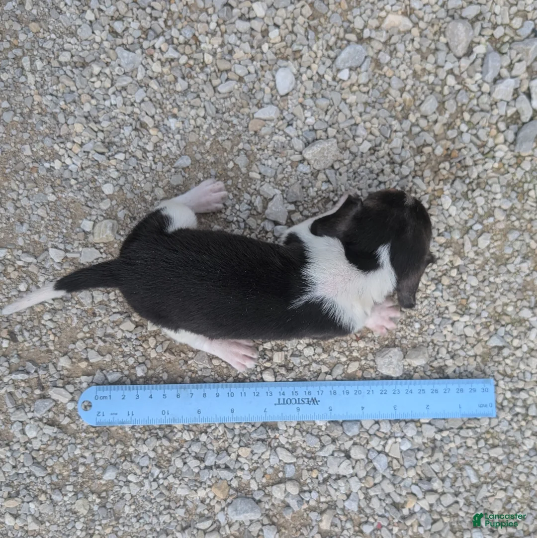 Beagle dogs for sale: Ham - Ad 10