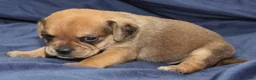 Puggle dogs for sale: Chewy - Ad 77