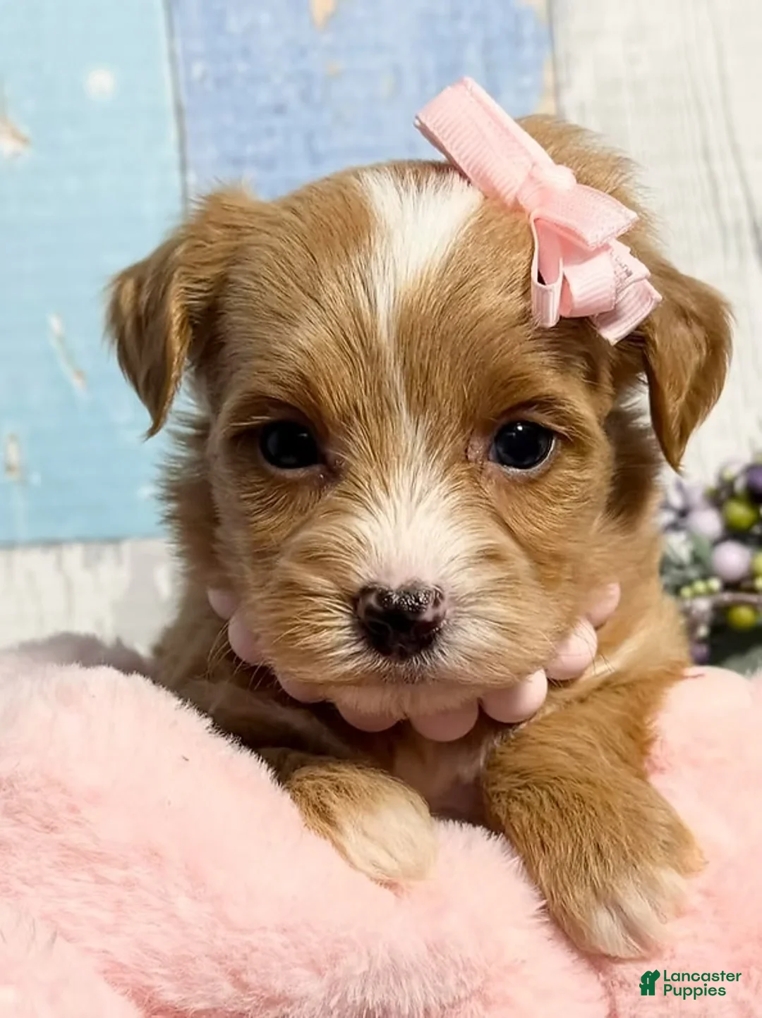 Yorkiepoo dogs for sale: Yorkiepoo Puppy 1 - Ad 2