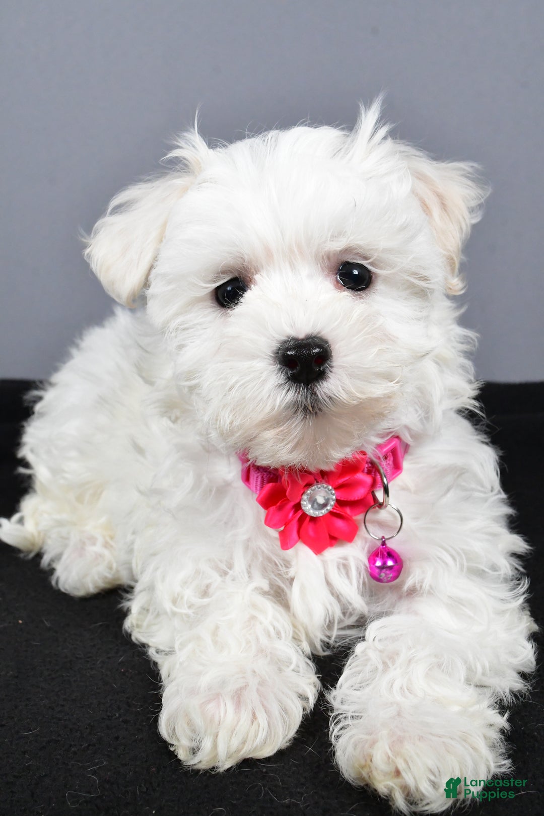 Maltipoo dogs for sale: Lexi - Ad 3
