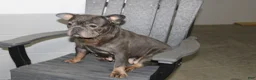 French Bulldog dogs for sale: Master – Lilac & Tan Merle - Ad 13