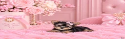 Yorkshire Terrier dogs for sale: Teacup Yorkshire Terrier 1 - Ad 2