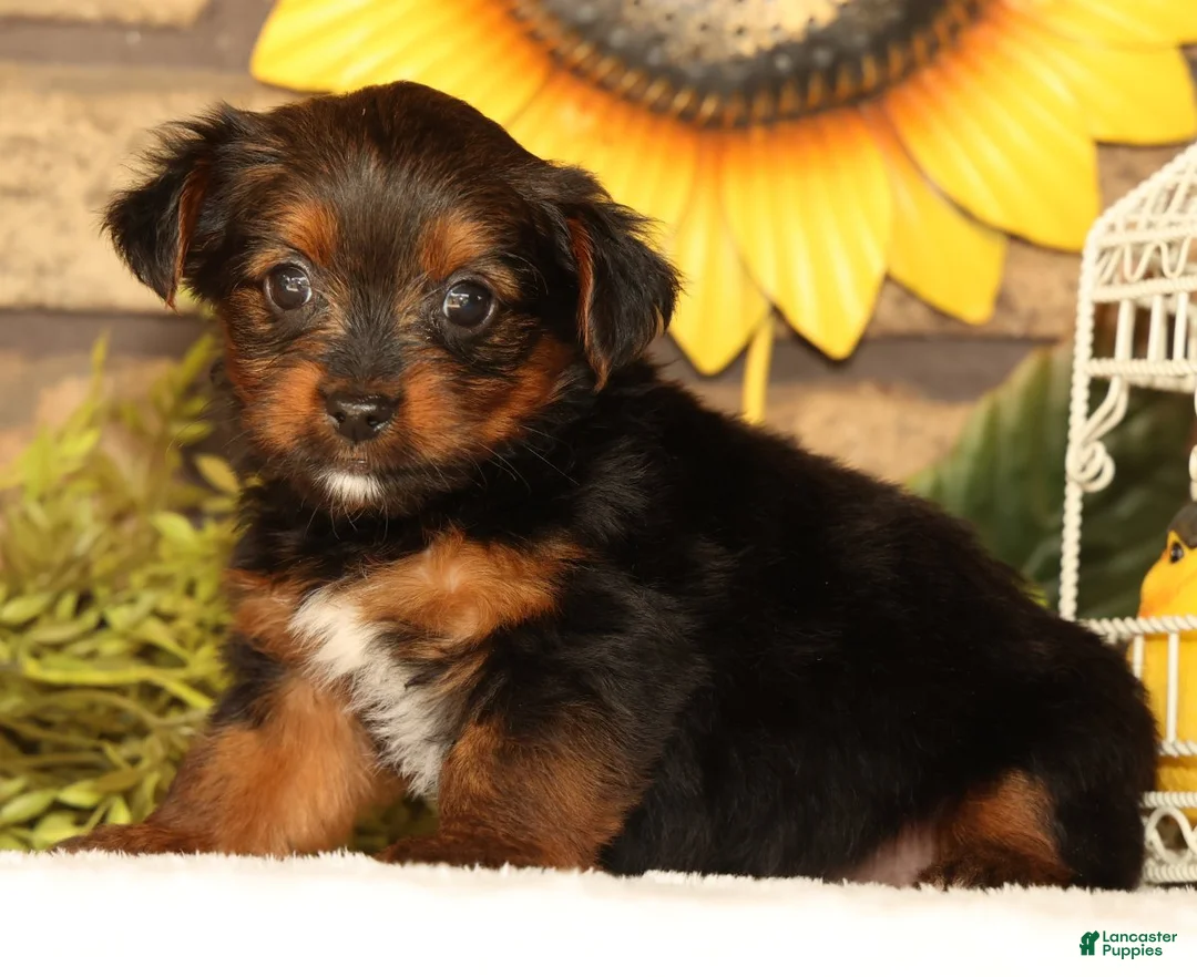 Yorkshire Terrier dogs for sale: Kimber - Ad 2