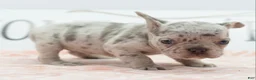 Mixed Breed dogs for sale: Bria merle - Ad 12