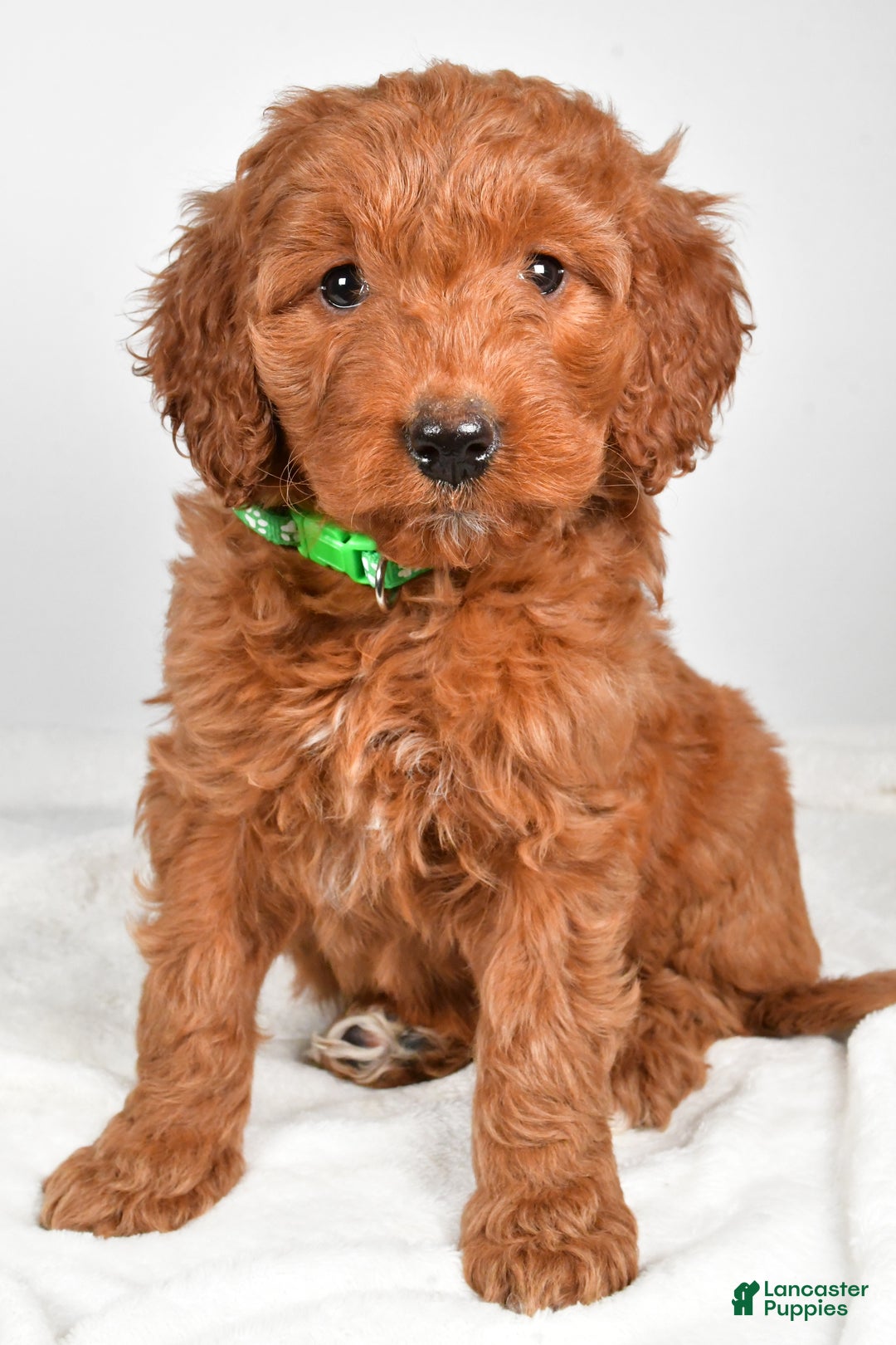 Goldendoodle dogs for sale: Page medium size - Ad 9