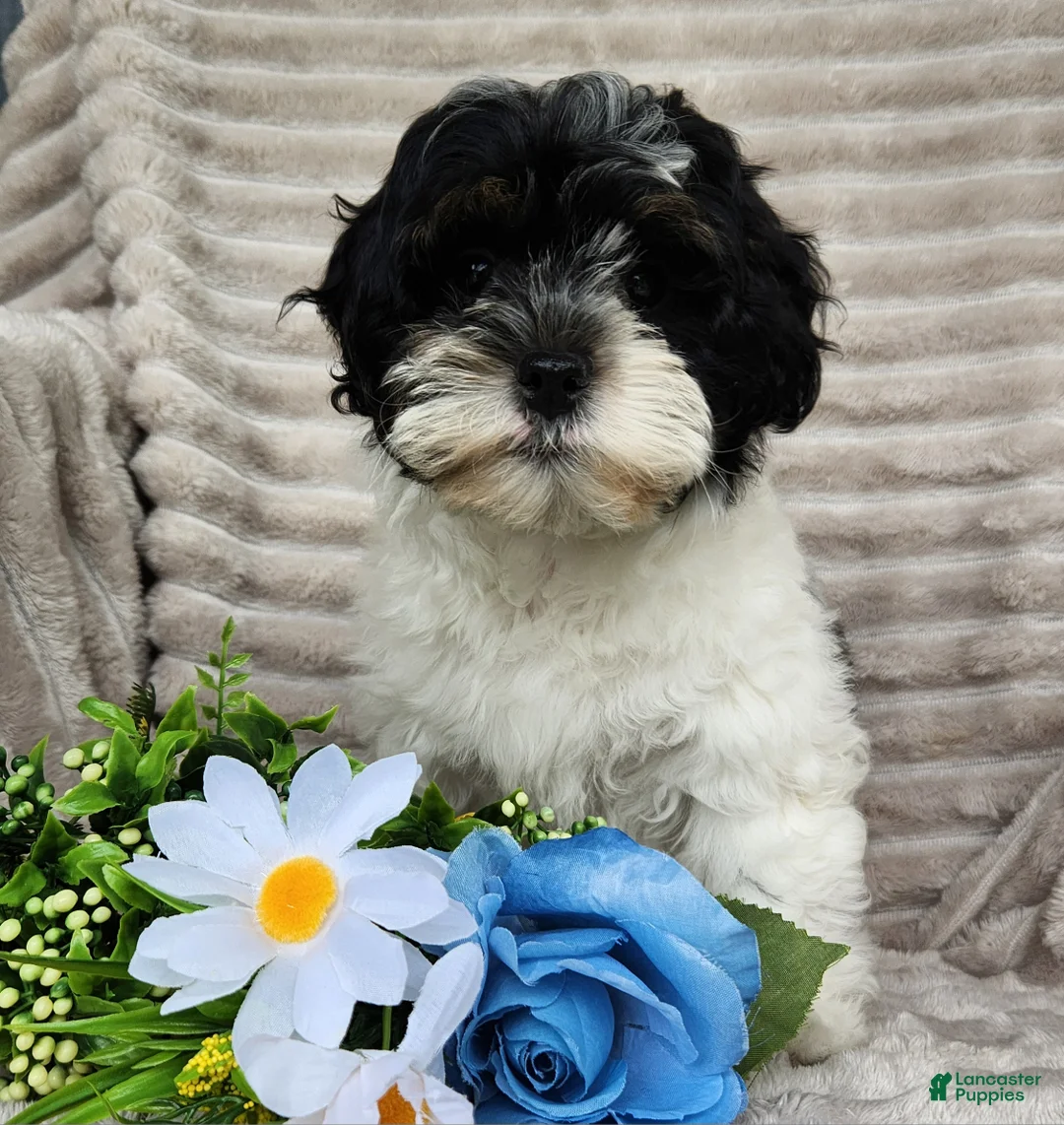 Shihpoo dogs for sale: Carter - Ad 5