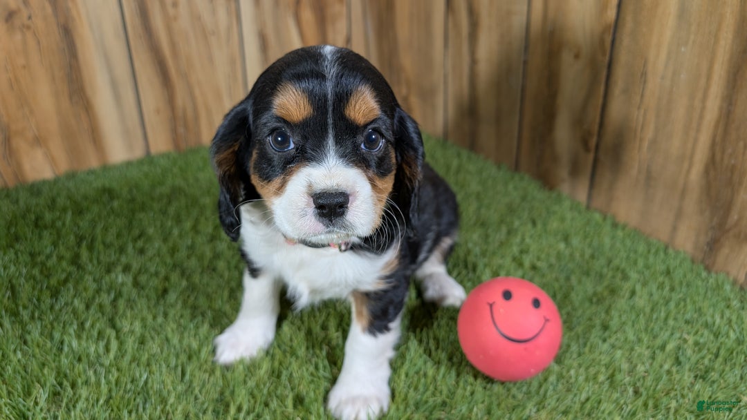 Cavapoo dogs for sale: Bessie Girl 1 - Ad 2