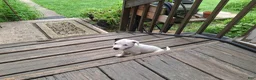 Jack Russell Terrier dogs for sale: Jack Russell Terrier 3 - Ad 13
