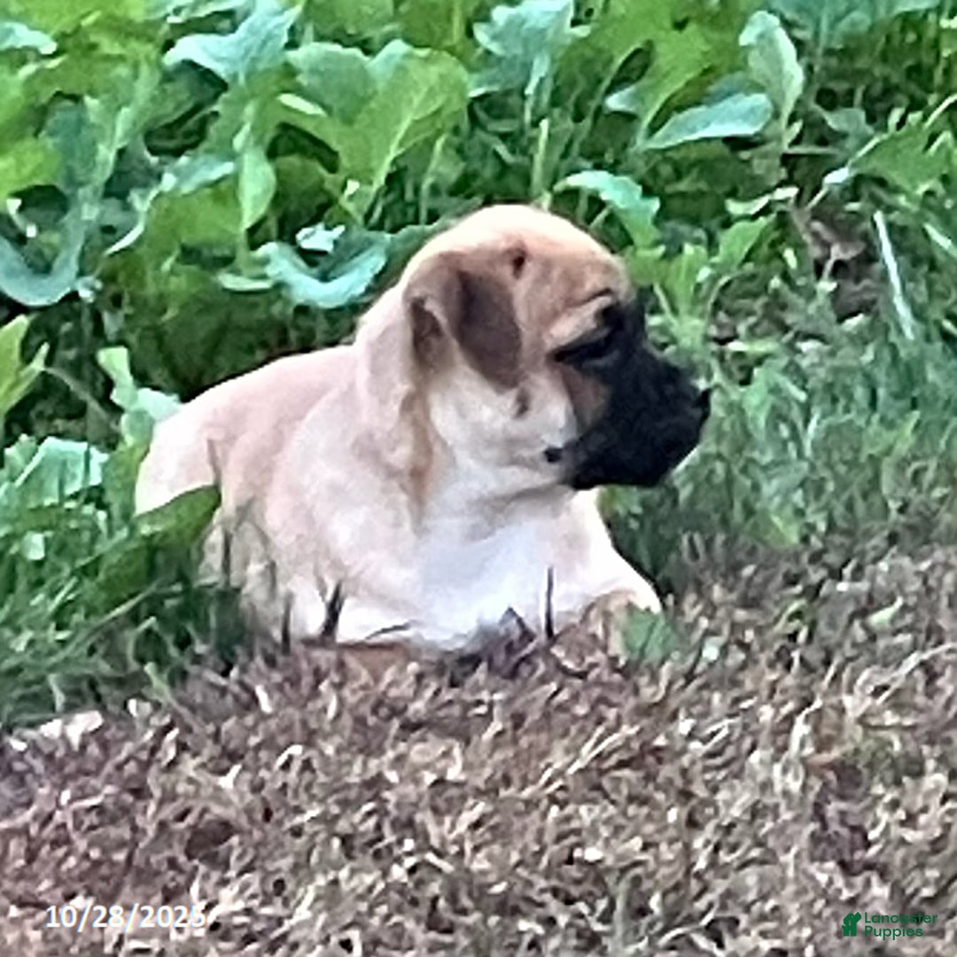 Jug dogs for sale: Leaf - Ad 3