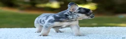 French Bulldog dogs for sale: Cookie - Blue Merle - Ad 4