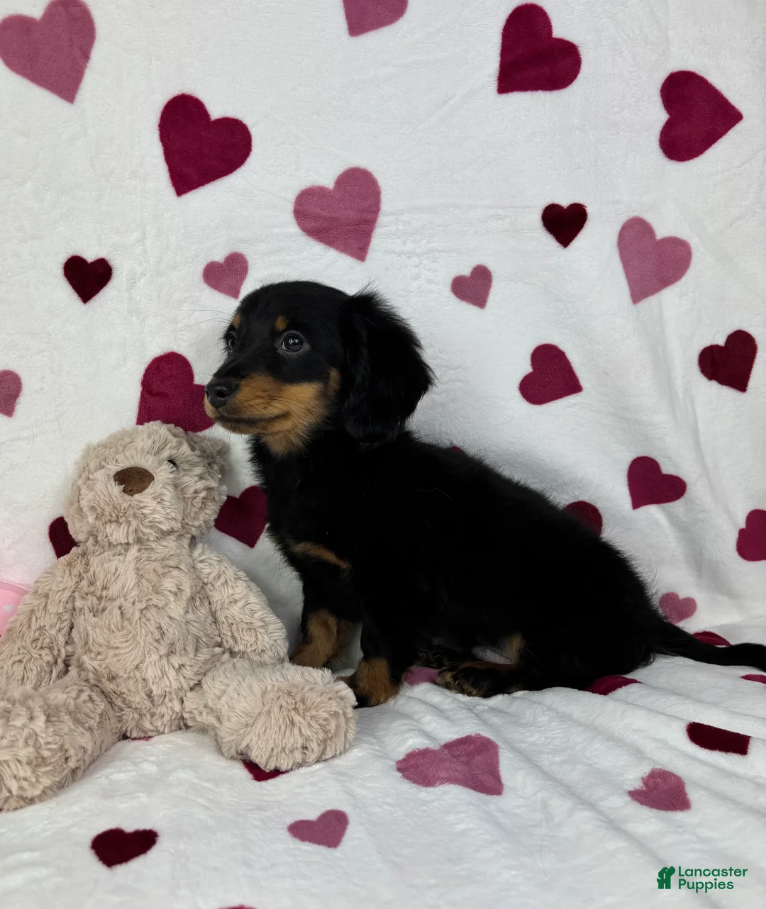 Dachshund dogs for sale: Mini Dachshund Puppy 1 - Ad 5
