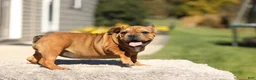 French Bulldog dogs for sale: Olive – Fawn Brindle/White - Ad 5