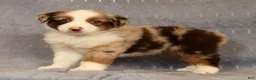 Miniature Australian Shepherd dogs for sale: Freddy - Ad 1