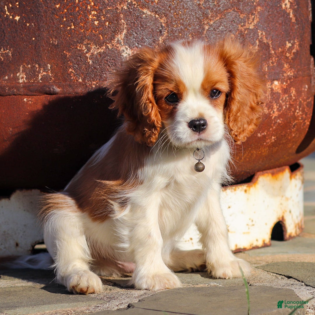 Cavalier King Charles Spaniel dogs for sale: Cash - Ad 6