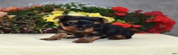 Yorkshire Terrier dogs for sale: Cody - Ad 4