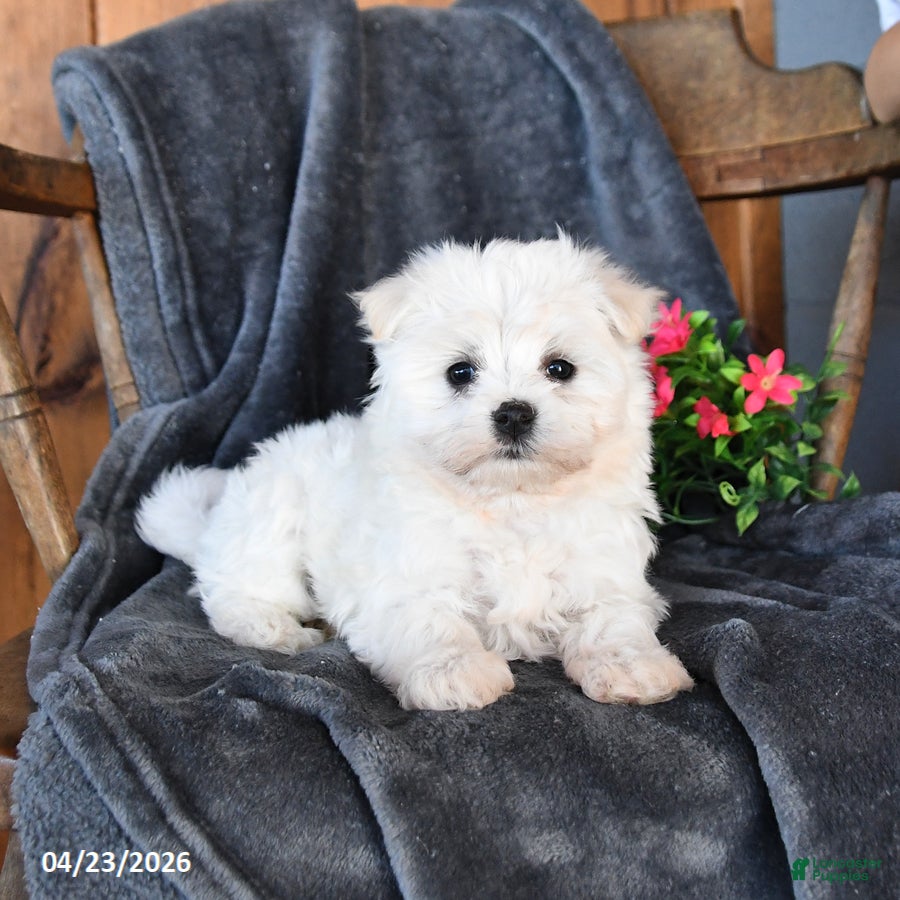 Maltese dogs Fluffy - Ad 2