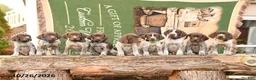 German Shorthaired Pointer dogs for sale: Tara - Ad 5