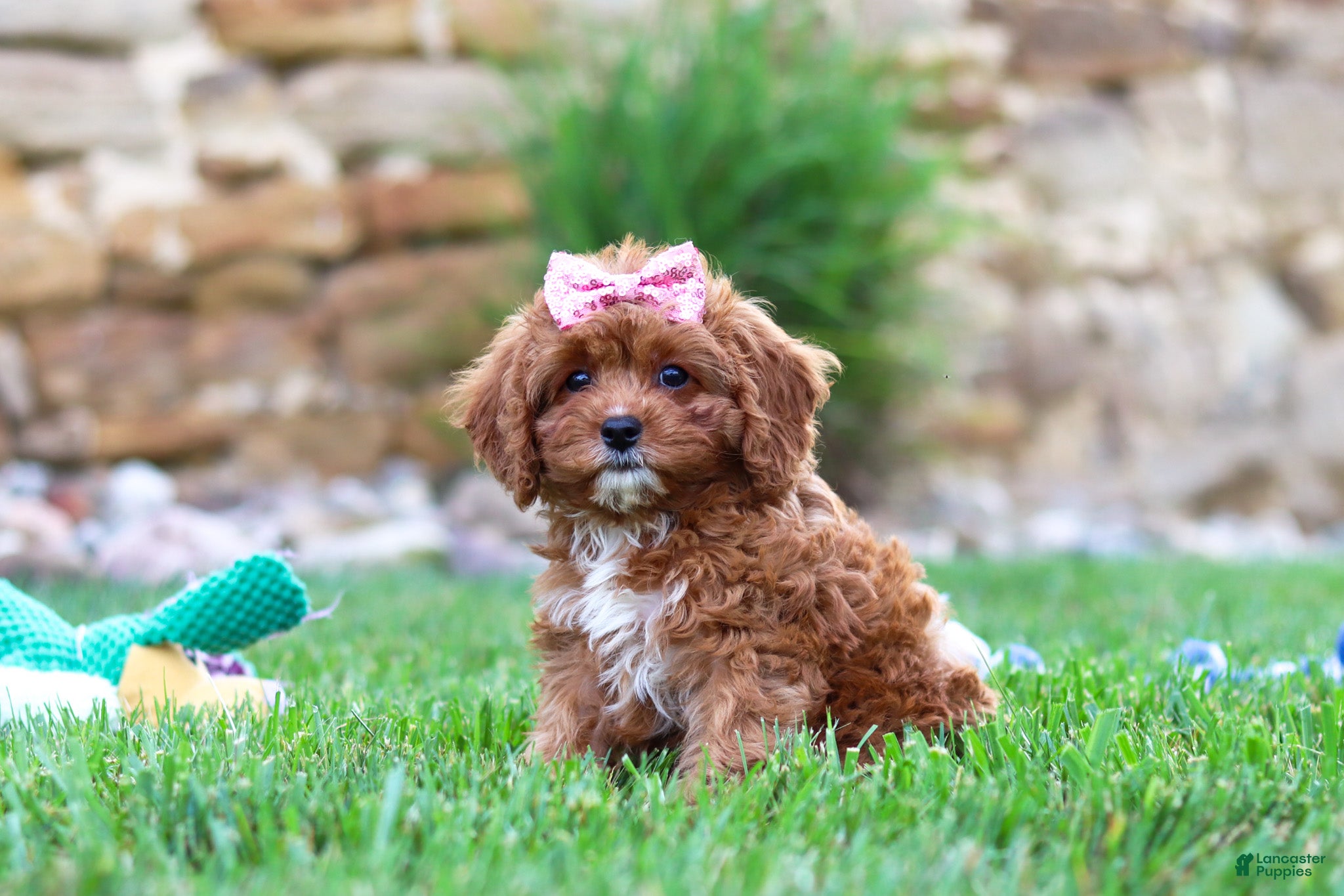 Cavapoo dogs Sophie - Ad 1