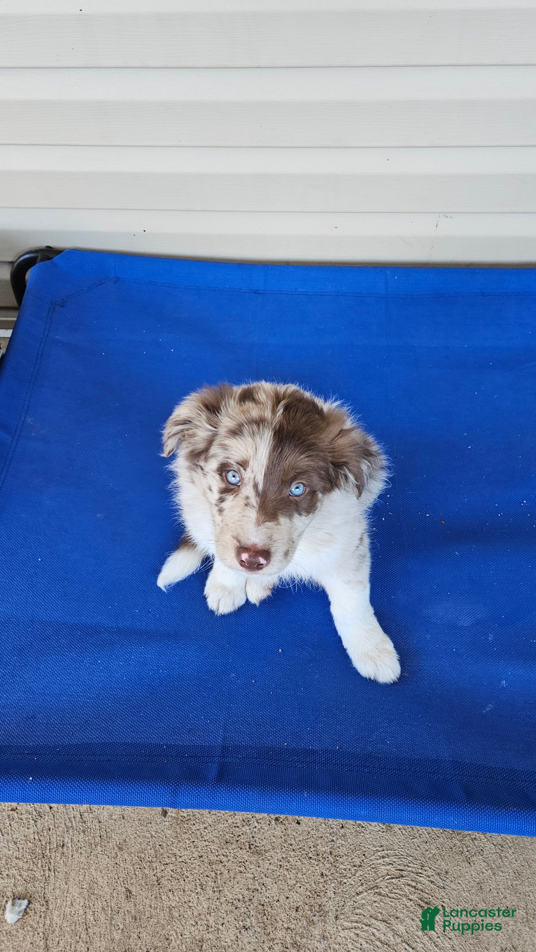 Border Collie dogs for sale: Border Collie Puppy 1 - Red - Ad 48