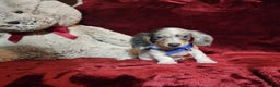 Miniature Dachshund dogs for sale: STERLING - Ad 6