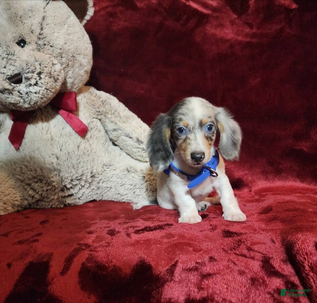 Miniature Dachshund dogs for sale: STERLING - Ad 6
