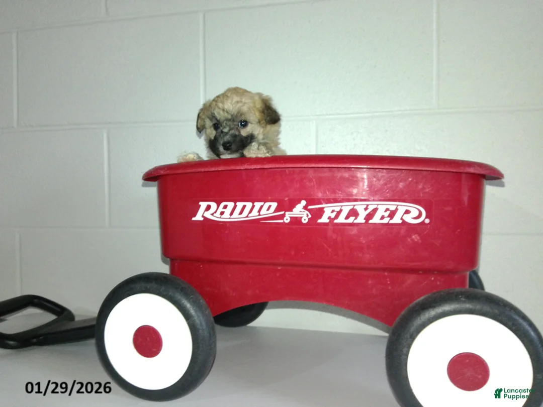 Yorkiepoo dogs for sale: Cara  - Ad 5