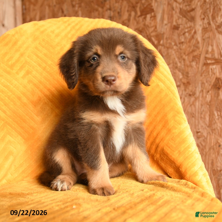 Mixed Breed dogs Nugget - Ad 1