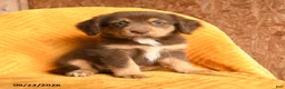 Mixed Breed dogs for sale: Nugget - Ad 1