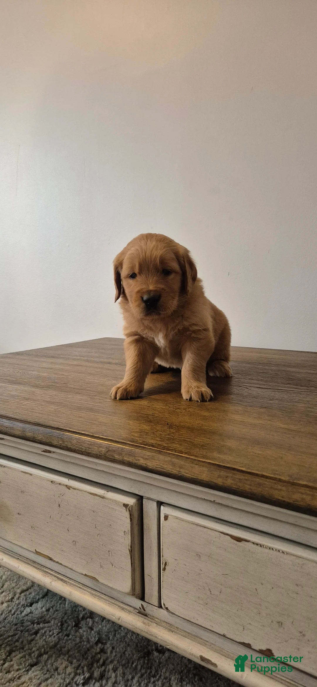 Golden Retriever dogs for sale: Rio - Ad 3