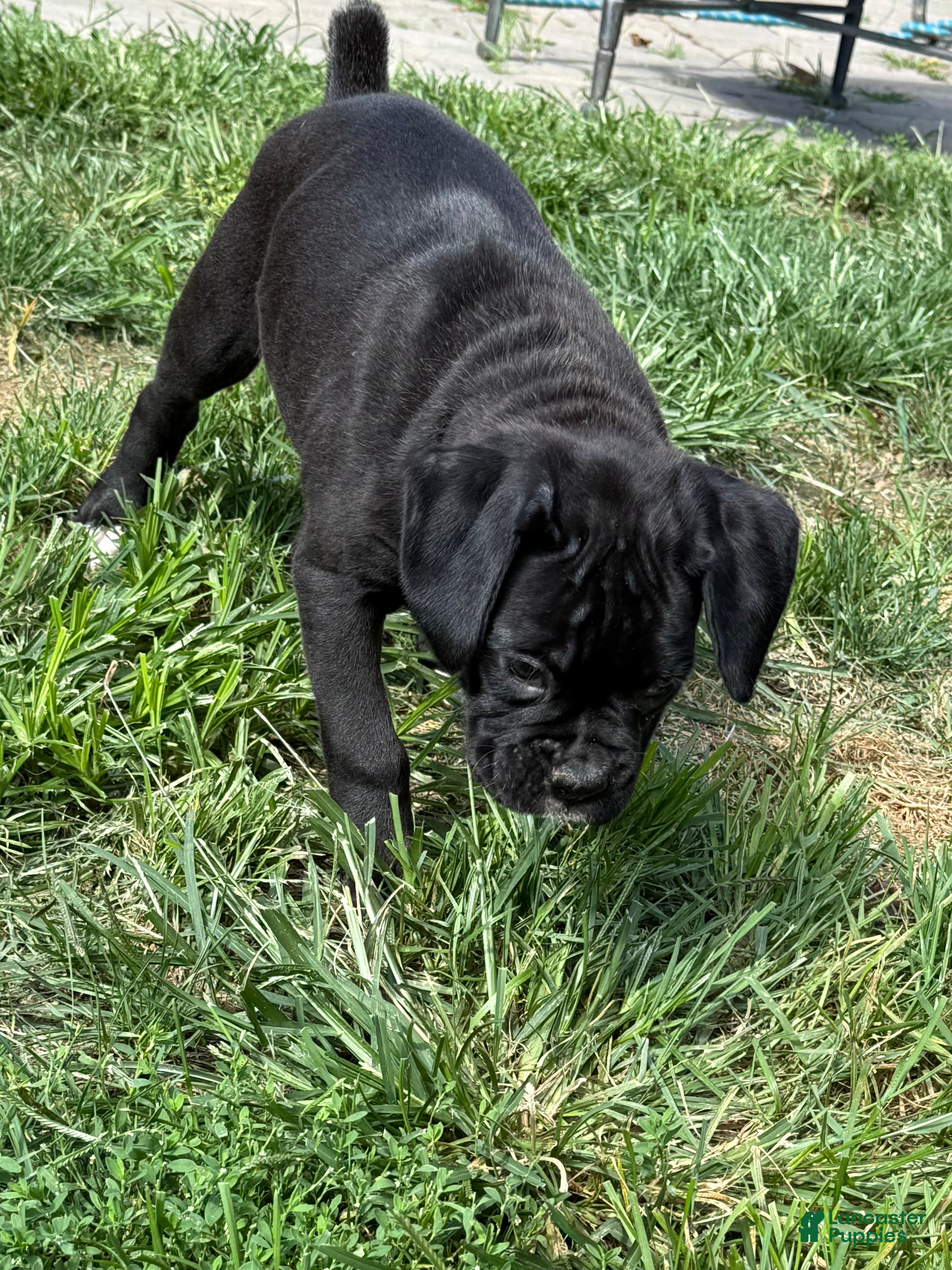 Boxer dogs Ruby - Ad 2