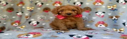 Cavapoo dogs for sale: Meeko - Ad 6