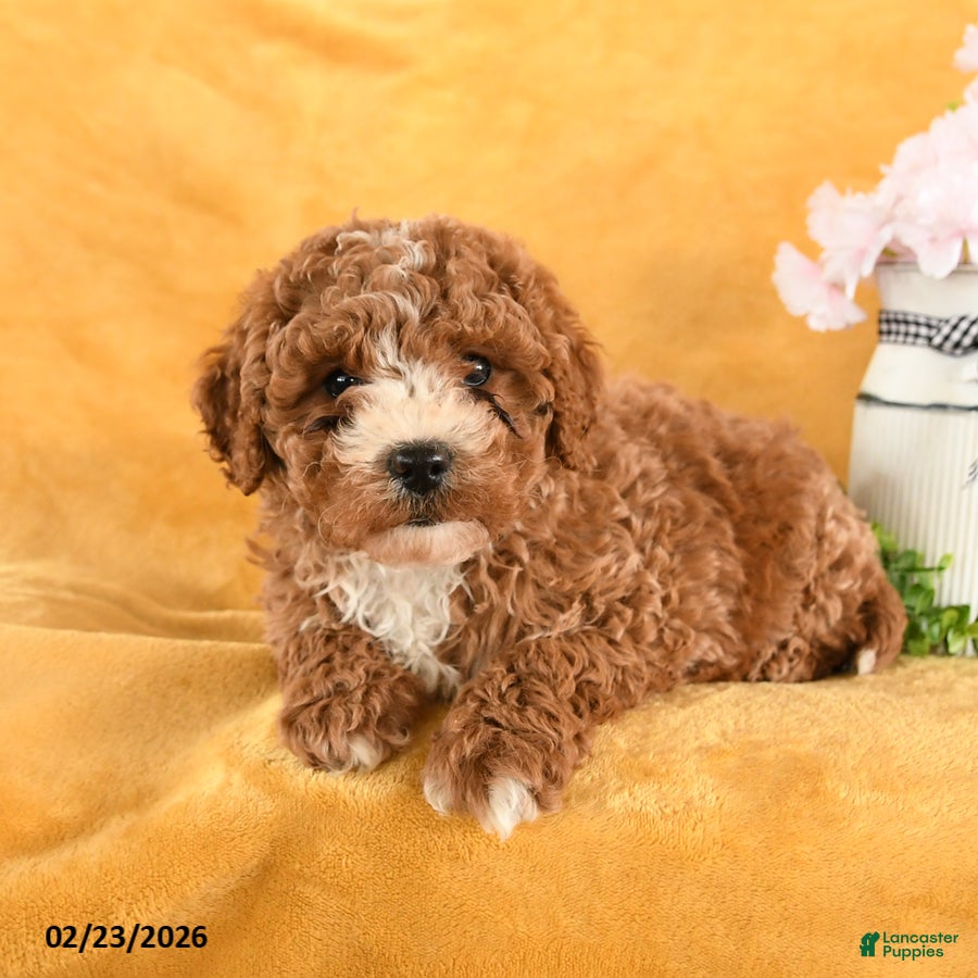 Cavapoo dogs Crash - Ad 2
