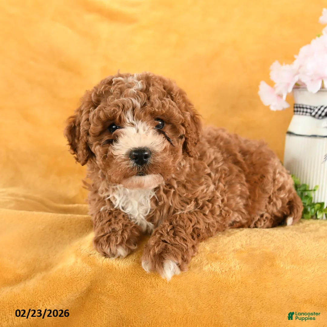 Cavapoo dogs for sale: Crash - Ad 2