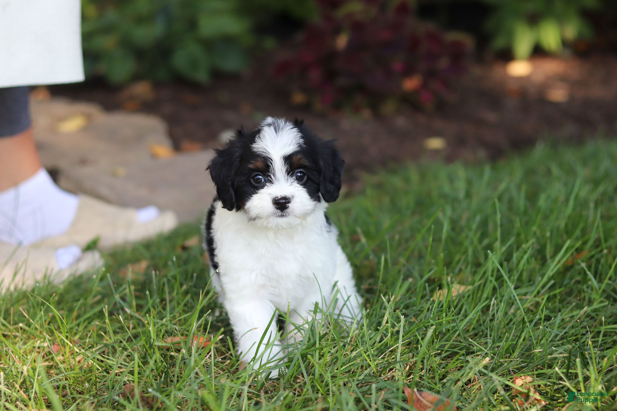Cavapoo dogs Lacey - Ad 2