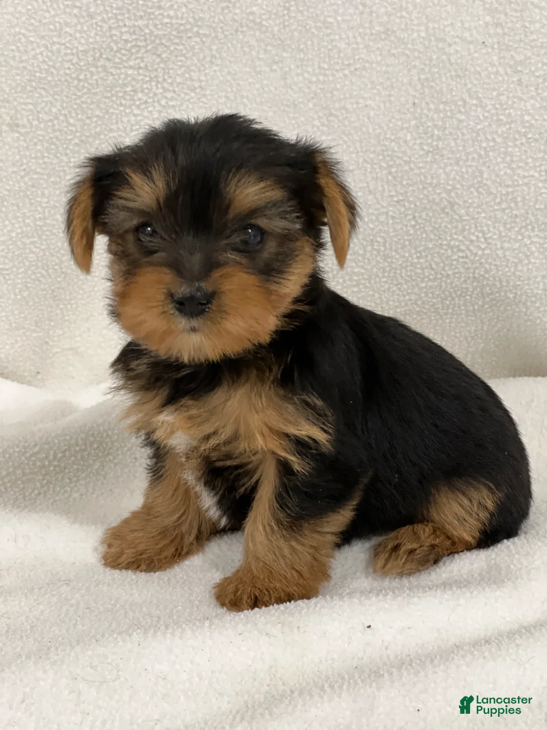 Yorkshire Terrier dogs for sale: Taco - Ad 1