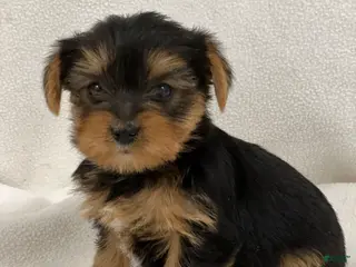 Yorkshire Terrier dogs Taco - Ad 30