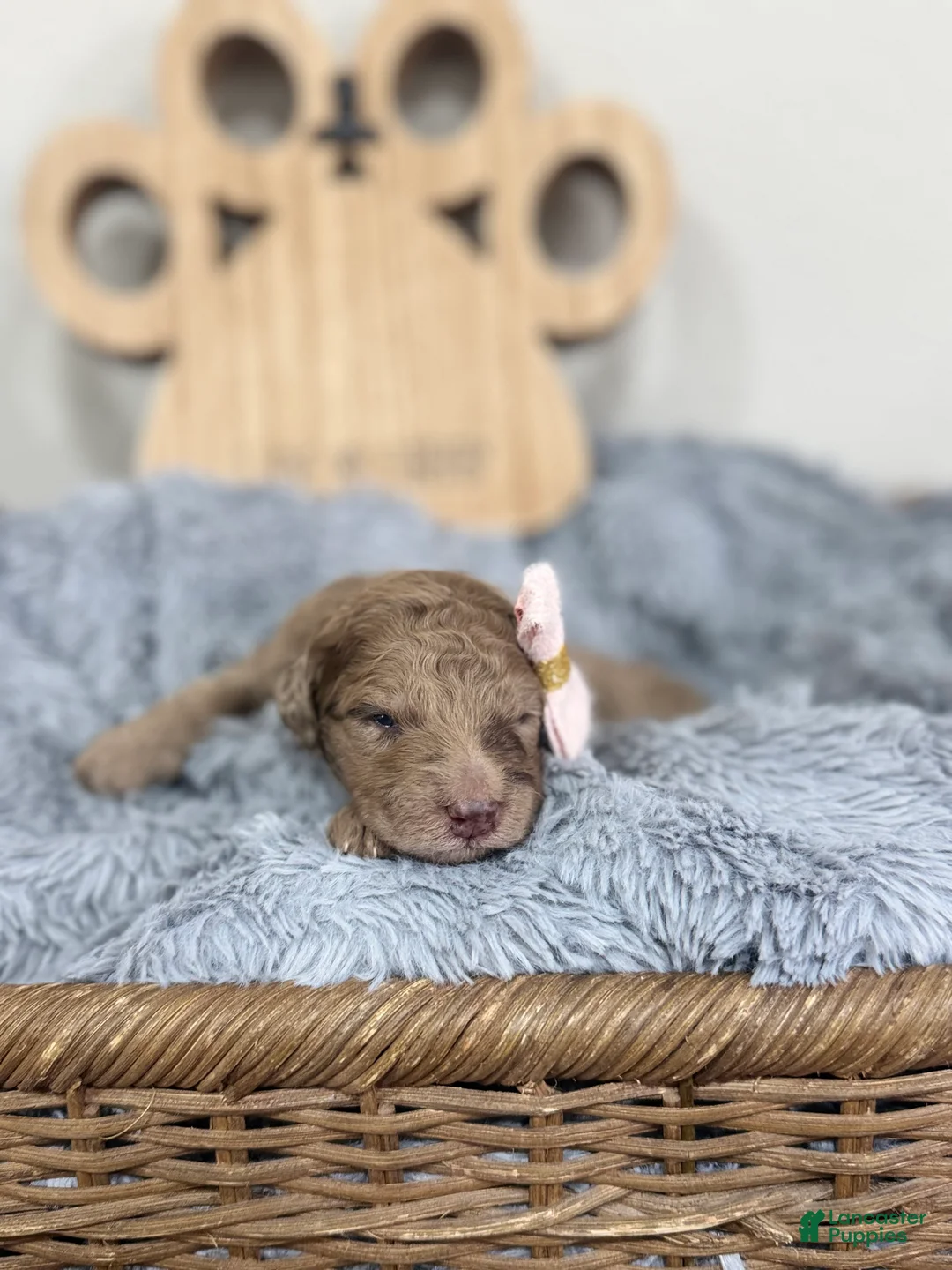 Mixed Breed dogs for sale: Ember-Pink Collar - Ad 1