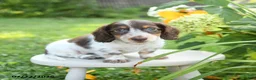 Miniature Dachshund dogs for sale: Flynn - Ad 3