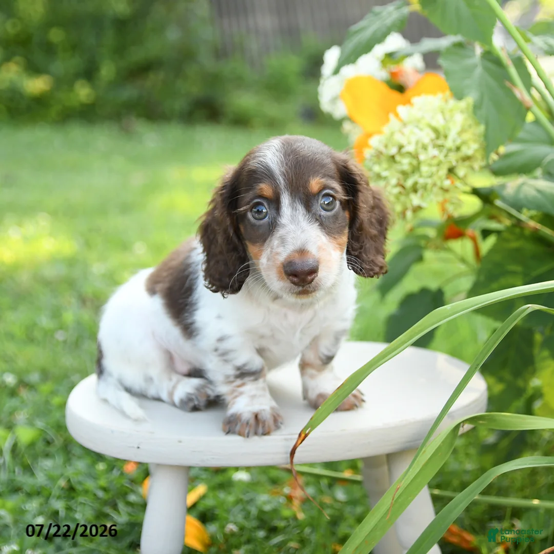 Miniature Dachshund dogs for sale: Flynn - Ad 3