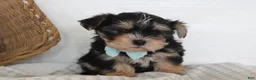 Morkie dogs for sale: Milo - Ad 7