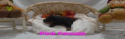 Rottweiler dogs for sale: Rottweiler 7 - Ad 4