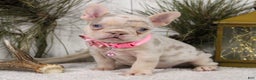 French Bulldog dogs for sale: Nugget - Ad 1