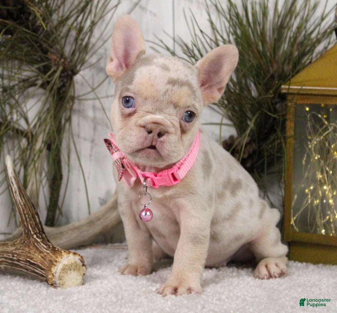 French Bulldog dogs for sale: Nugget - Ad 1