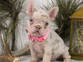 French Bulldog dogs Nugget - Ad 22