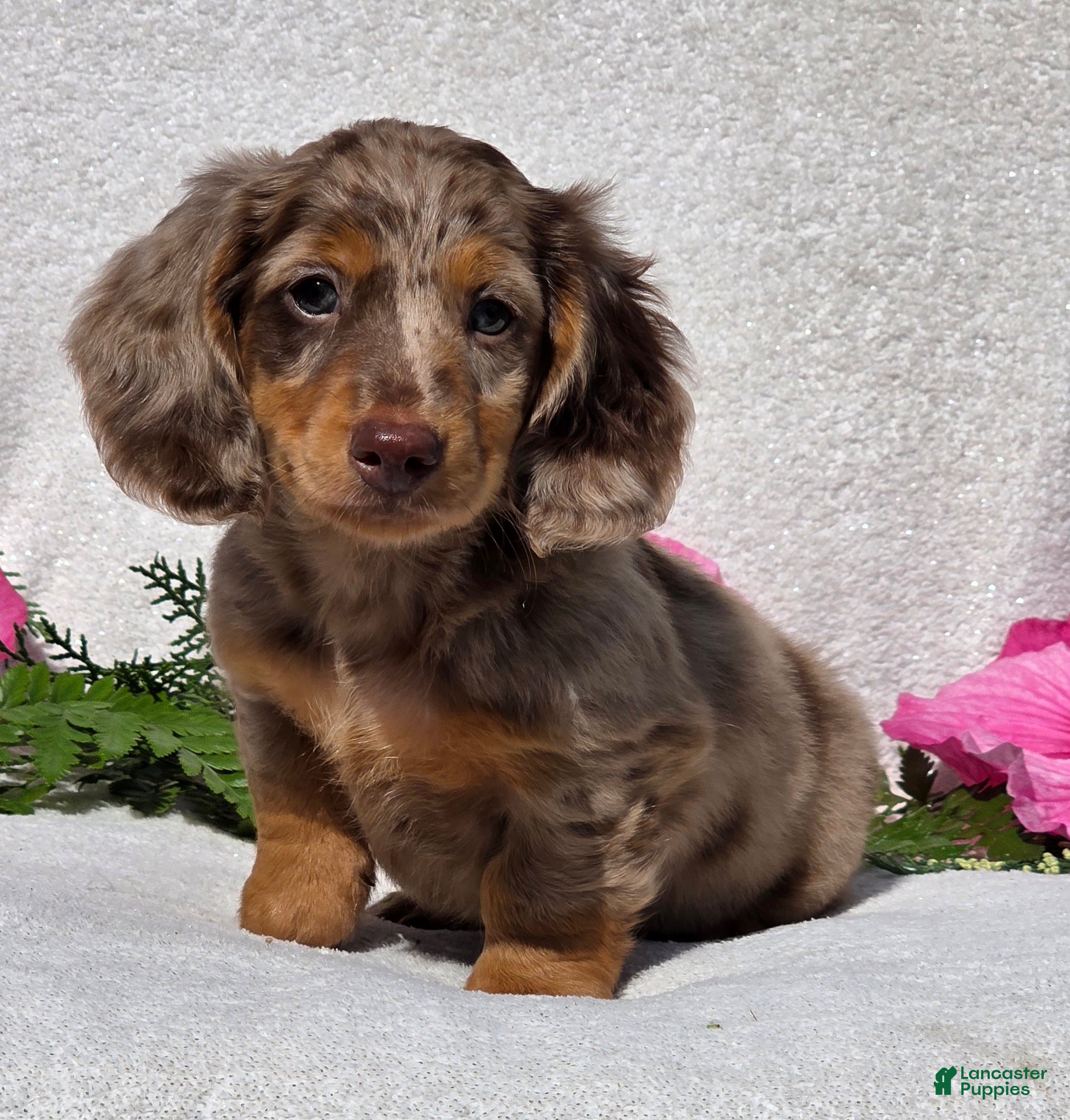 Miniature Dachshund dogs for sale: Chase - Ad 1