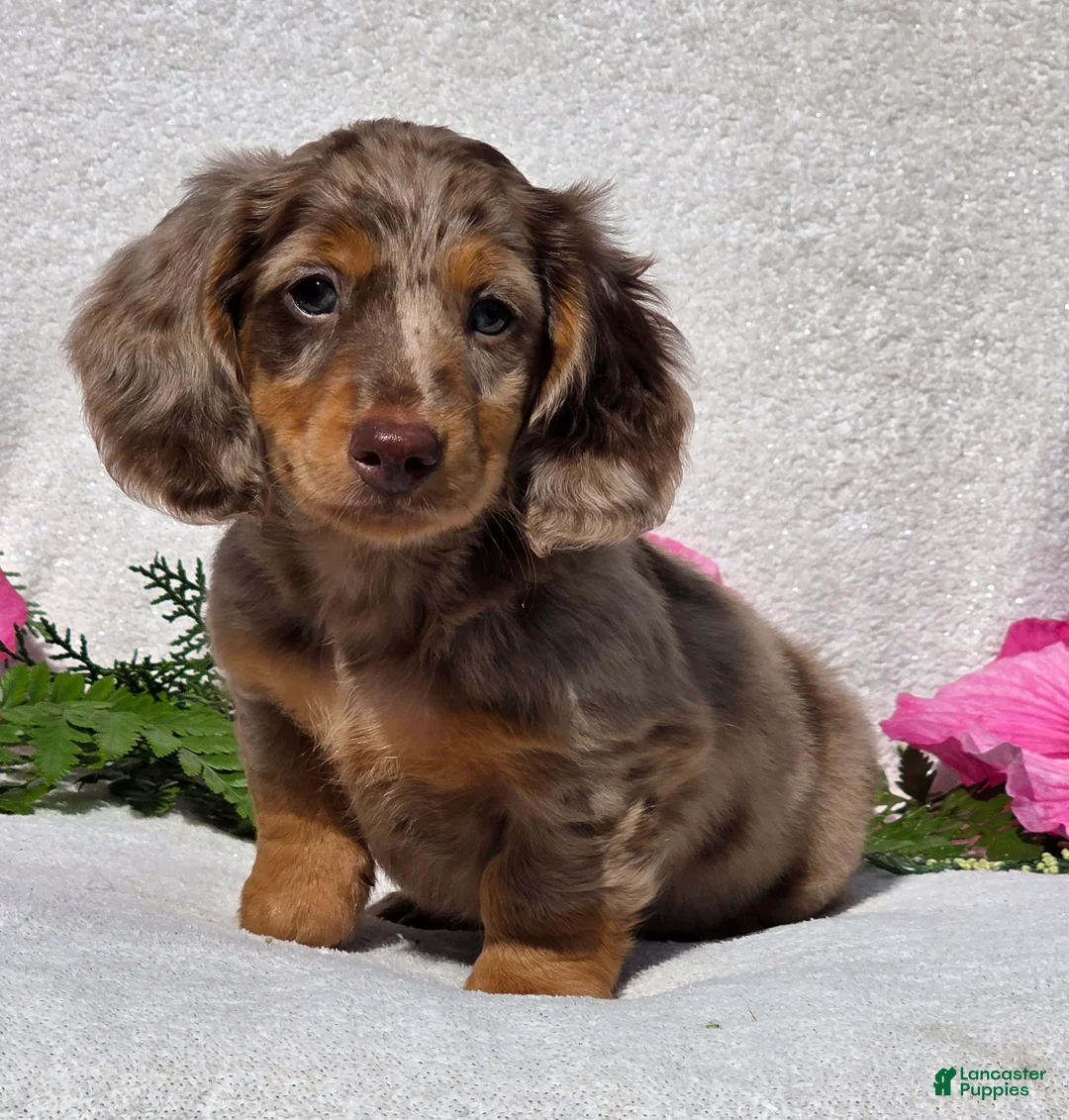 Miniature Dachshund dogs for sale: Chase - Ad 1